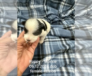 Morkie Puppy for sale in CASSVILLE, MO, USA