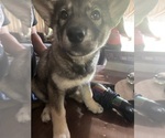 Puppy Sin Siberian Husky