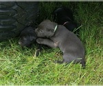 Small #10 Labrador Retriever