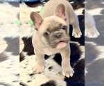 Puppy Dozer French Bulldog