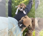 Small Photo #5 Boxer Puppy For Sale in CLAYTON, DE, USA