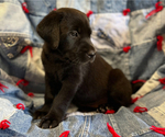 Small #2 American Pit Bull Terrier-Labrador Retriever Mix