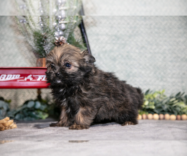 Medium Photo #8 Shiranian Puppy For Sale in SHILOH, OH, USA
