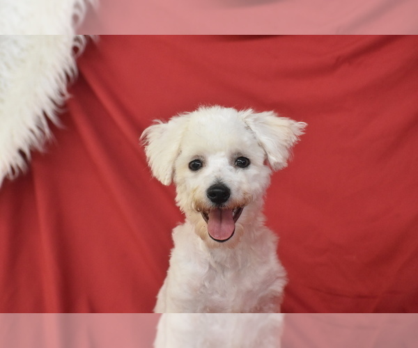 Medium Photo #1 Bichon Frise Puppy For Sale in ELDORADO, OH, USA