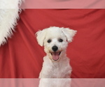 Small Bichon Frise