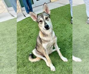 German Shepherd Dog-Huskies Mix Dogs for adoption in Baytown, TX, USA