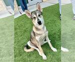 Small German Shepherd Dog-Huskies Mix