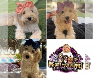 Goldendoodle mix (+ Poodle Miniature) Puppy for Sale in MENIFEE, California USA