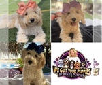 Litter of 7 - Male(s) and Female(s) Goldendoodle mix (+ Poodle Miniature)Litter of Puppies for Sale - Small photo