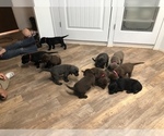 Small Photo #6 Labrador Retriever Puppy For Sale in PAYETTE, ID, USA