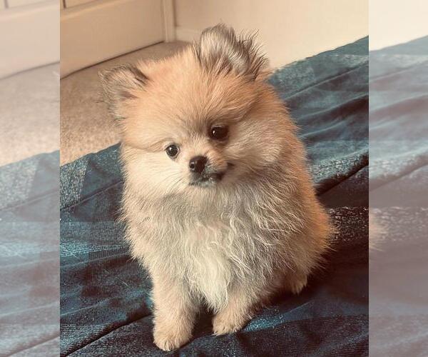Medium Photo #7 Pomeranian Puppy For Sale in OAKWOOD, GA, USA