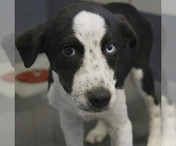 Medium Photo #1 Mutt Puppy For Sale in San Antonio, TX, USA