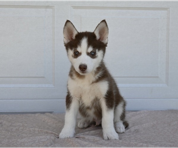 Medium Photo #1 Siberian Husky Puppy For Sale in HOLMESVILLE, OH, USA