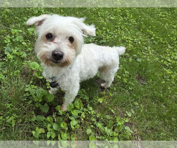 Medium Photo #2 Maltese-Unknown Mix Puppy For Sale in Princeton, MN, USA
