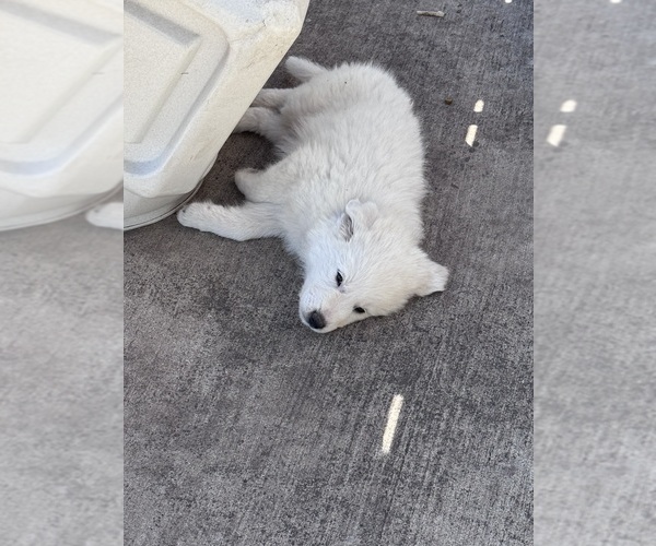 Medium Photo #12 Great Pyrenees Puppy For Sale in CREEDMOOR, TX, USA