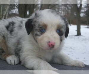 Australian Shepherd Puppy for sale in WILSON, NY, USA