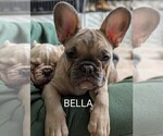Small Photo #4 French Bulldog Puppy For Sale in MCKINLEYVILLE, CA, USA