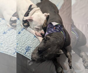 Chief - Male American Staffordshire Terrier-Boxer Mix Dog for Adoption - Photo #11