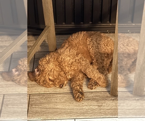 Medium Photo #7 Goldendoodle Puppy For Sale in GIBSONTON, FL, USA