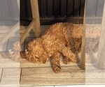Small Photo #7 Goldendoodle Puppy For Sale in GIBSONTON, FL, USA