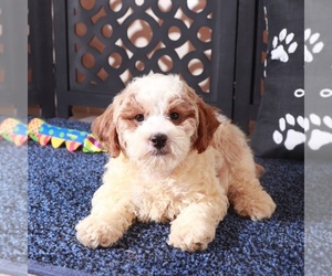 Poochon Puppy for sale in MOUNT VERNON, OH, USA