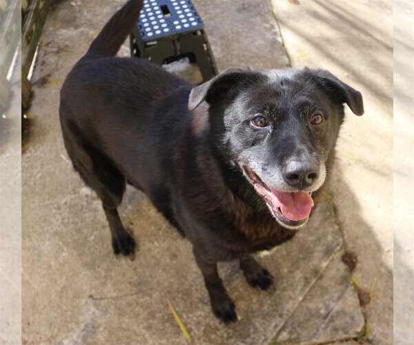 Medium Photo #1 Labrador Retriever Puppy For Sale in Jackson, MS, USA