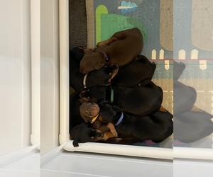 Doberman Pinscher Puppy for sale in MILWAUKEE, WI, USA