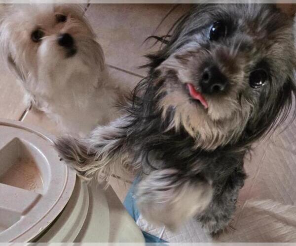 Medium Photo #3 Maltese-Unknown Mix Puppy For Sale in San Antonio, TX, USA