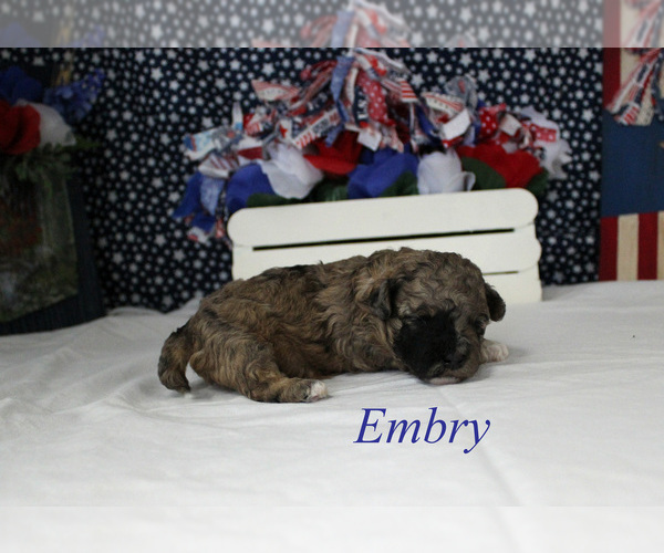 Medium Photo #11 Poodle (Miniature) Puppy For Sale in CHANUTE, KS, USA