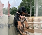 Small Photo #22 Doberman Pinscher Puppy For Sale in NEWTON, NC, USA
