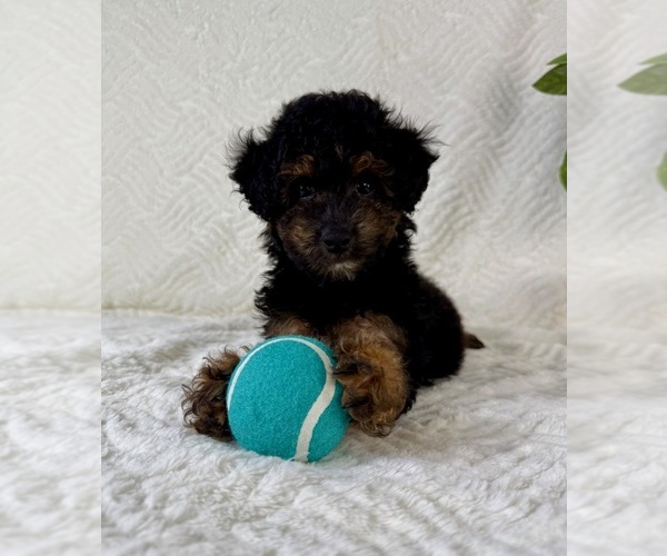 Medium Photo #2 Cock-A-Poo Puppy For Sale in GREENFIELD, IN, USA