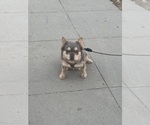 Small Photo #1 Australian Shepherd-French Bulldog Mix Puppy For Sale in MURRIETA, CA, USA