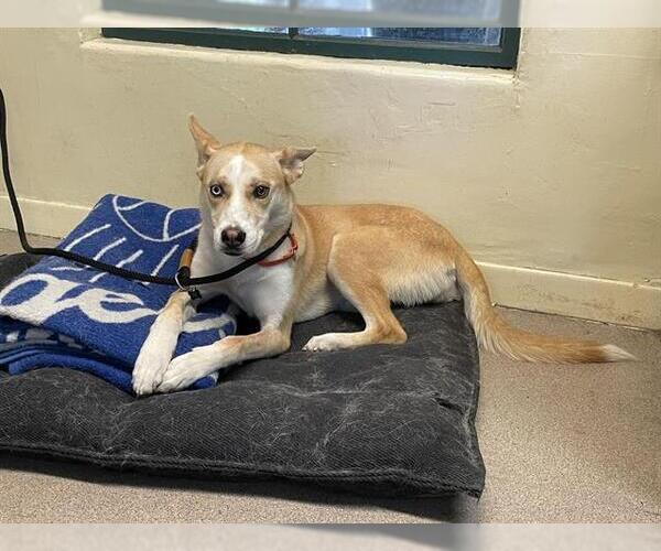 Medium Photo #1 Carolina Dog-Siberian Husky Mix Puppy For Sale in Pasadena, CA, USA