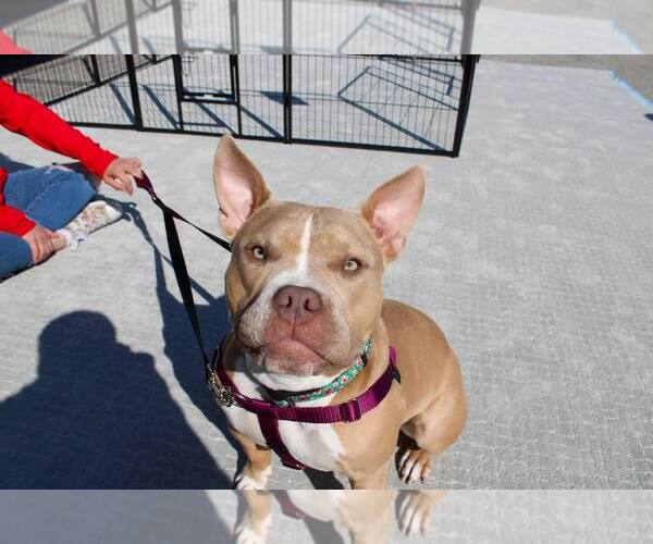Medium Photo #12 American Pit Bull Terrier-Unknown Mix Puppy For Sale in Grafton, WI, USA