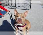 Small #11 American Pit Bull Terrier Mix