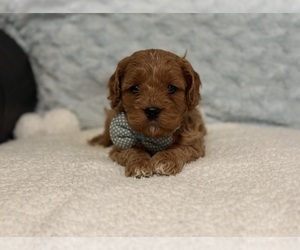 Cavapoo Puppy for sale in CAMPBELLSVILLE, KY, USA