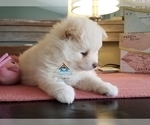 Small Photo #46 Pomeranian-Pomsky Mix Puppy For Sale in RAMSEY, MN, USA
