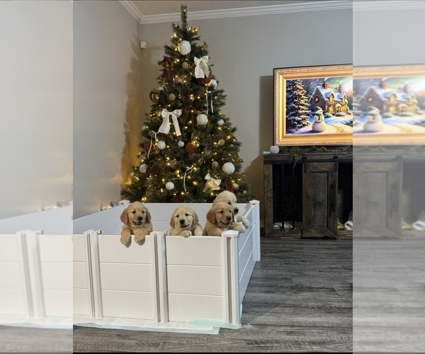 Medium Photo #1 Golden Retriever Puppy For Sale in STOCKBRIDGE, GA, USA