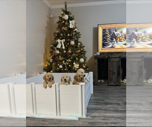 Golden Retriever Puppy for sale in STOCKBRIDGE, GA, USA