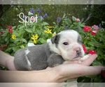 Small Photo #4 Bulldog Puppy For Sale in SPRING, TX, USA