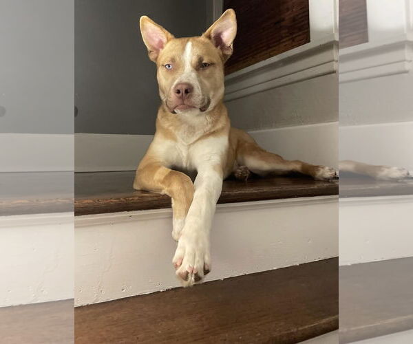 Medium Photo #3 Siberian Husky-Unknown Mix Puppy For Sale in Princeton, MN, USA