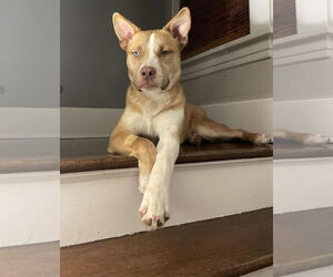 Dug - Male Siberian Husky-Unknown Mix Dog for Adoption - Photo #3