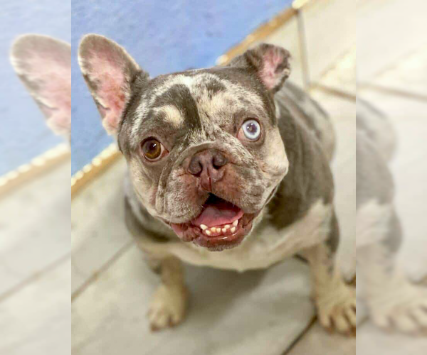 Medium Photo #4 French Bulldog-Unknown Mix Puppy For Sale in Corona, CA, USA
