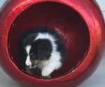 Small #6 Miniature American Shepherd