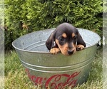 Small #4 Dachshund
