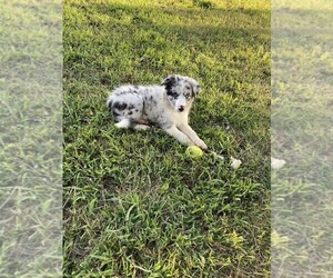 Border Collie Puppy for sale in PERRYVILLE, MO, USA