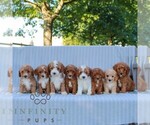 Small #1 Goldendoodle (Miniature)