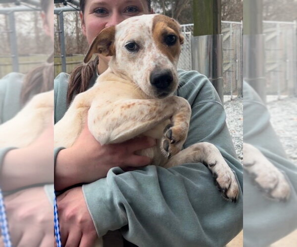 Medium Photo #2 Mutt Puppy For Sale in Thomasville, NC, USA