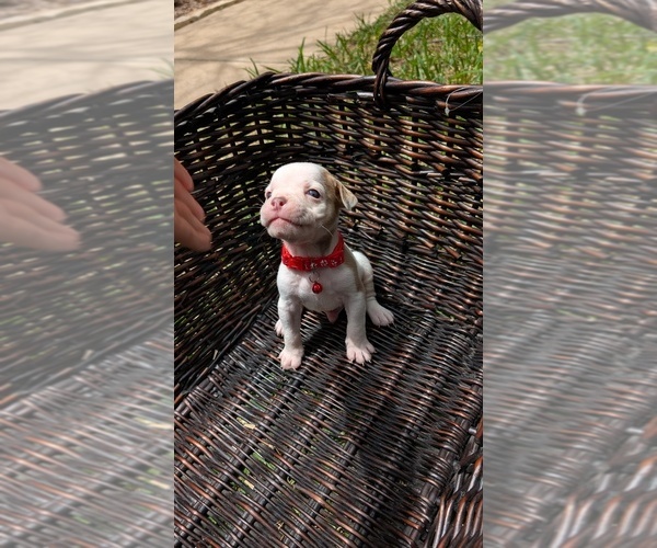 Medium Photo #10 Olde English Bulldogge Puppy For Sale in AUSTIN, TX, USA