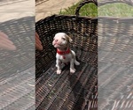 Small #9 Olde English Bulldogge